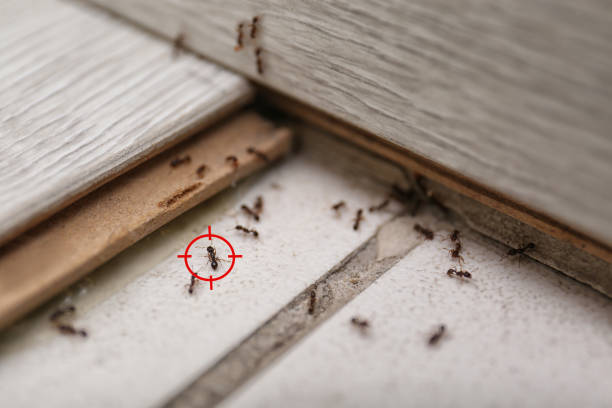 Best Bed Bug Extermination  in Woodmoor, CO