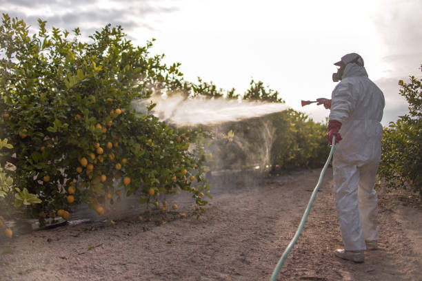 Wasp Removal Services in Woodmoor, CO